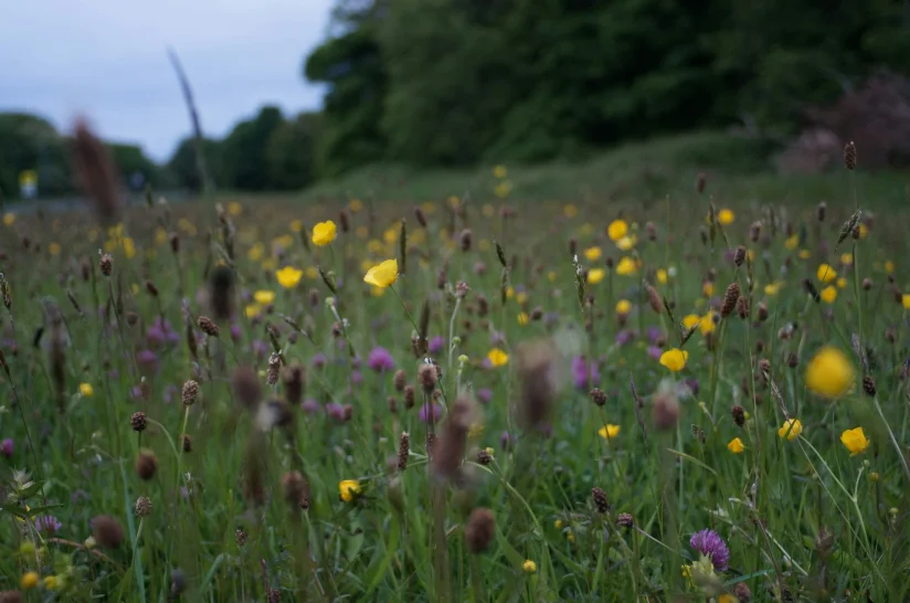 Notizie positive per la biodiversità: il Parlamento Europeo approva la Nature Restoration Law!