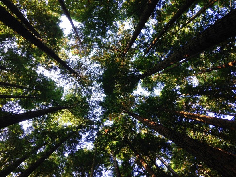 Che cos'è il Greenwashing? Ecco alcuni esempi concreti